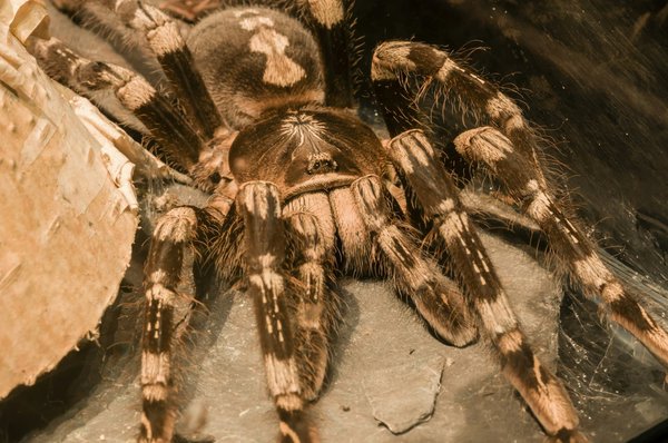 How to Safely Handle and Train a Tarantula as a Pet?